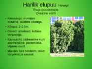Perekond elupuu aedvormid #8