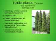 Perekond elupuu aedvormid #9