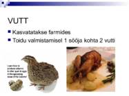 Liha ja subproduktid #28