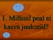 Kuldvillak #2
