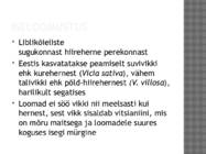 Vikk #2