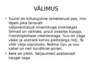 ATLANDI TUUR Acipenser sturio #3