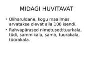 ATLANDI TUUR Acipenser sturio #7