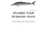 ATLANDI TUUR Acipenser sturio