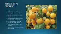Tomat ehk Pomme da amore #7