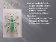 Kasepuu haigused ja kahjurid #13