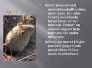 Kasepuu haigused ja kahjurid #20