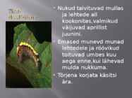 Kasepuu haigused ja kahjurid #5