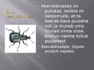 Kasepuu haigused ja kahjurid #7