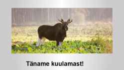 Soome Vabariik #12