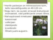 Palderjan #2
