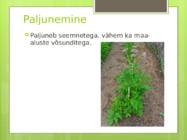 Palderjan #5