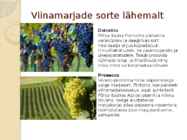 VIINAMARI #6