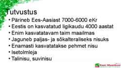 Nisu-Triticum #3