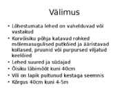 Päevalill #3