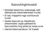 Päevalill #6