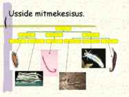 Ussi mitmekesisus #2