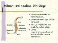 Ussi mitmekesisus #12