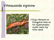 Ussi mitmekesisus #13