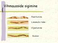 Ussi mitmekesisus #14