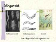 Ussi mitmekesisus #10