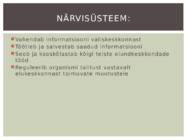 Närvisüsteem #2