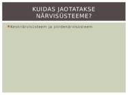 Närvisüsteem #14