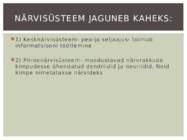 Närvisüsteem #3