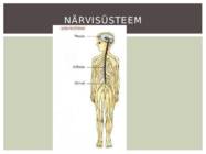 Närvisüsteem #4