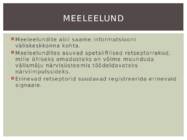 Närvisüsteem #7