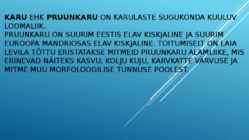 Pruunkaru #2