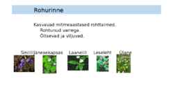 Metsarinded #5