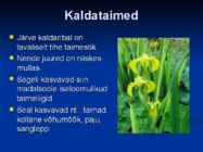 Järvede taimed #3