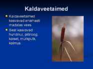 Järvede taimed #4