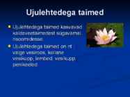 Järvede taimed #5