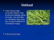 Järvede taimed #7