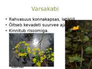 Järvetaimed #12