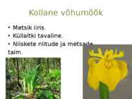 Järvetaimed #13