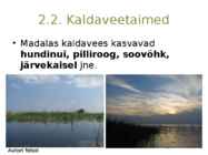Järvetaimed #14