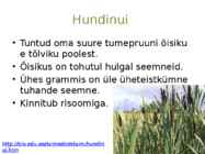 Järvetaimed #15