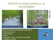 Järvetaimed #18
