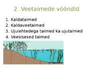Järvetaimed #3