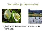 Järvetaimed #21