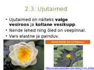 Järvetaimed #22