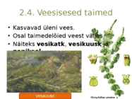 Järvetaimed #24
