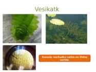 Järvetaimed #25