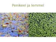 Järvetaimed #26
