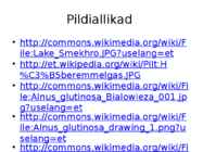 Järvetaimed #29