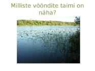 Järvetaimed #4
