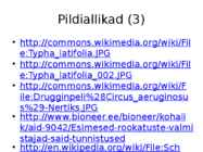Järvetaimed #31